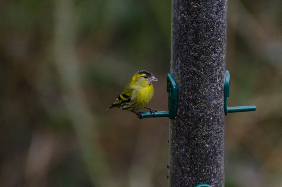 Siskin.jpg